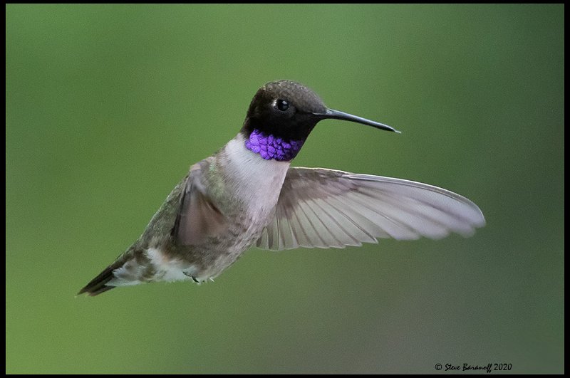 _0SB0054 black-chinned hummingbird.jpg